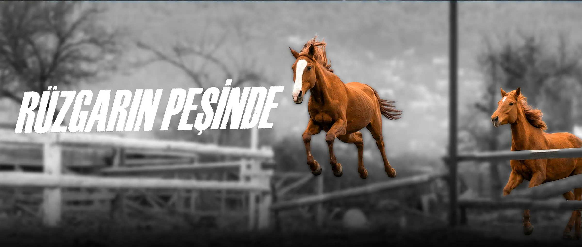 Rüzgarın Peşinde
